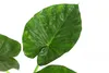 Dehner Pfeilblatt, Alocasia macrorrhiza, markantes Produktbild-Vorschau 3
