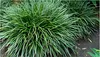Stauden Gänge 1 x Carex morrowii 'Irish Green' im 1 Liter Produktbild-Vorschau 1