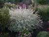 Harlekinweide (Strauch) ´HAKURO NISHIKI´ 40-50 cm, Cont. Produktbild-Vorschau 4