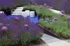 Stauden Gänge 3 x Salvia sylvestris 'Mainacht' im 1 Liter Produktbild-Vorschau 4