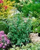 Ilex crenata 'Caroline Upright', Japanische Stechpalme, Produktbild-Vorschau 2