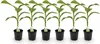 GreenboutiQ - Obstpflanze - Bananenpflanze - Musa Basjoo - Produktbild-Vorschau 1