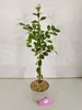 Prunus tomentosa 'White Ninja', cerisier blanche, hauteur Voir les images du produit 2