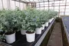 2 Stück Eucalyptus Gunni Gunnii Busch Kugel Eukalyptusbaum, Produktbild-Vorschau 2