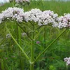 6 x Valériane - Valeriana officinalis | Pot 9cm x 9cm Voir les images du produit 1