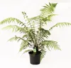 A potted fern plant against a white background. Voir les images du produit