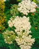 Sambucus nigra, Schwarzer Holunder, 40–60 cm Produktbild-Vorschau 12