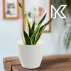 A snake plant in a white pot on a wooden table, with framed pictures of pets in the background. Produktbild-Vorschau