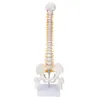 Model kręgosłupa, elastyczny anatomiczny model kręgosłupa z Podgląd zdjęcia produktu 2