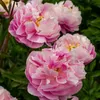 Bloomique - Mix 3 - Paeonia - Piwonia - Czerwona, Biała, Podgląd zdjęcia produktu 4