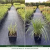 Stauden Gänge 1 x Miscanthus sinensis 'Rotsilber' - Rotes Produktbild-Vorschau 4