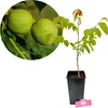 Noyer (Juglans regia), hauteur 40 cm, pot de 3 litres Voir les images du produit 1