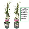Sternjasmin 2er Set Rosa - Stern von Sizilien - Produktbild-Vorschau 5