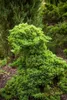Juniperus procumbens 'Nana', Kriech-Wacholder, 20–25 cm Produktbild-Vorschau 7