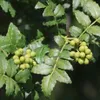 Albero del pepe giapponese (Zanthoxylum piperitum)  - 10 Anteprima dell’immagine prodotto 1