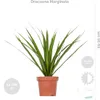 3x Tropische Zimmerpflanzenmischung Inkl. Seagrass Basket Produktbild-Vorschau 4
