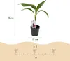 GreenboutiQ - Obstpflanze - Bananenpflanze - Musa Produktbild-Vorschau 3