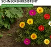 Portulakröschen Gefüllte Mischung Samen - Portulaca Produktbild-Vorschau 6