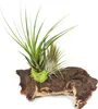 Tillandsias sur racine de Mopani - l - 2 plantes Voir les images du produit 2