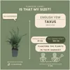Plants by Frank | 6 Eiben Pflanzen | Taxus Baccata | Produktbild-Vorschau 4