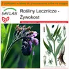 SAFLAX - Garden in the bag - Żywokost - 15 Nasiona - Z Podgląd zdjęcia produktu 10