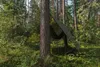 Vojenská maskovacia plachta Camouflage 1,5 x 5 m 90 g Super Náhľad obrázku produktu 8