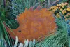 Gartenstecker Igel Metall Rost Gartendeko Edelrost (42cm x Produktbild-Vorschau 2