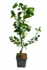 Aprikosenbaum Prunus armeniaca 100–120 cm – Obstbaum für Produktbild-Vorschau 4
