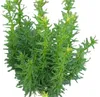 Tis sloupovitý Taxus fastigiata - Robusta - 50 - 60 cm Náhled obrázku produktu 3