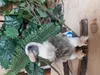Plüschtier Geier 16 cm , Stofftiere Kuscheltiere Vogel Produktbild-Vorschau 5