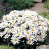 6 x Margerite  - Leucanthemum 'Silberprinzesschen'  | Topf Produktbild-Vorschau 2