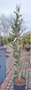 Cedrus libani 'Italie' 200–250 cm Libanonzeder immergrün Produktbild-Vorschau 2