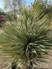 Yucca Rostrata ca.120cm Winterhart bis -19 Grad  blaue Produktbild-Vorschau 4
