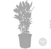 Bloomique - Lot de 2 - Laurus Nobilis - Laurier-sauce - Voir les images du produit 3