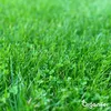 Microclover Rasensamen 200 g für 100 m² – Reines Produktbild-Vorschau 5