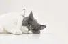 Tondeuse pour animaux Petkit 2W1 Voir les images du produit 11