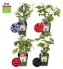 Plants by Frank | Fruchtparadies  Obstpflanzen Mix | Produktbild-Vorschau 4