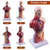 Modèle anatomique du corps humain - Mannequin - 15 pièces Voir les images du produit 2