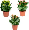 Kalanchoe | Mieszane po 3 sztuki - Roślina doniczkowa i Podgląd zdjęcia produktu 1