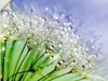 ARTland Wandbild, selbstklebend Glitzernde Pusteblume Produktbild-Vorschau 1