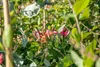 Lonicera caprifolium, Jelängerjelieber, 60–100 cm, duftend Produktbild-Vorschau 10