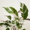 Bloomique - Calathea White Fusion - Roślina pawia - Rośliny Podgląd zdjęcia produktu 5