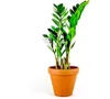 Gardners Zamioculcas zamiifolia, průměr 12 cm Náhled obrázku produktu 1