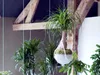 Bloomique - Zestaw 2 szt. - Beaucarnea Recurvata - Elephant Podgląd zdjęcia produktu 3
