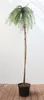 A potted Japanese Larch tree with weeping branches stands against a white background. Produktbild-Vorschau