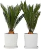 Sagowiec odwinięty - 2 szt - Cycas revoluta - Wysokość Podgląd zdjęcia produktu 7