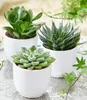 BALDUR Garten 3er Sukkulenten-Mix, Pflanzen im 6 cm-Topf, Produktbild-Vorschau 1