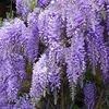 Blauregen  - Wisteria sinensis 'Prolific'  | 50-60 cm in Produktbild-Vorschau 1