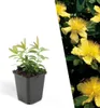Plants by Frank | 48 Johanniskraut Pflanzen | Hypericum Produktbild-Vorschau 1