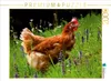 CALVENDO Puzzle Huhn im Garten 2000 Teile Puzzle quer | Produktbild-Vorschau 2